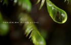 YAKUSHIMA WONDERLAND